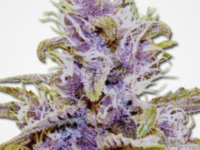Dank Seeds - Grandaddy Purple Feminized